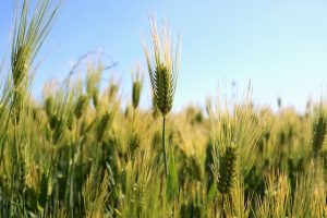 gluten w pszenicy