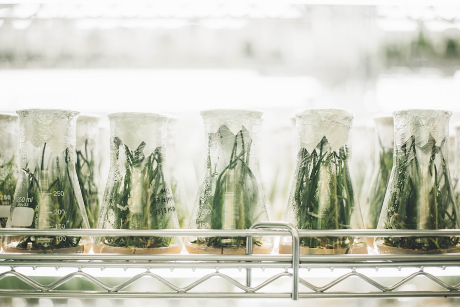 In vitro: ile trzeba zapłacić za szansę na rodzicielstwo?