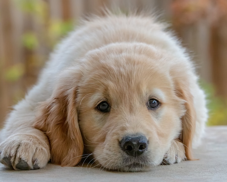 Zakup golden retrievera: ile pieniędzy trzeba przygotować na początek?