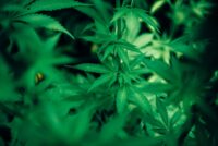 Leaflife.pl - sklep z naturalnymi produktami konopnymi, który zdobywa zaufanie klientów